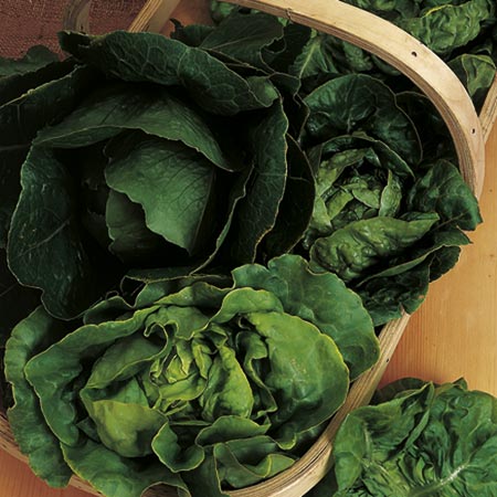 Unbranded Lettuce Mixture Seeds Average Seeds 1400