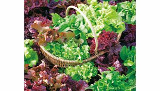 Unbranded Lettuce Mixture Seeds