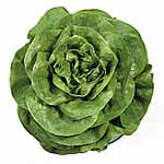 Unbranded Lettuce Rosetta Seeds 436621.htm