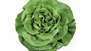 Unbranded Lettuce Rosetta Seeds