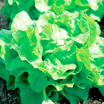 Unbranded Lettuce Seeds - Buttercrunch