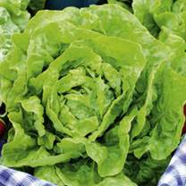 Unbranded Lettuce Seeds - Diana