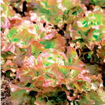 Unbranded Lettuce Seeds - Edox