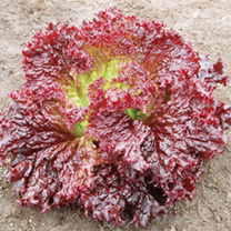 Unbranded Lettuce Seeds - Falbala