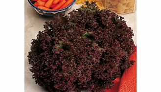 Unbranded Lettuce Seeds - Lollo Rossa