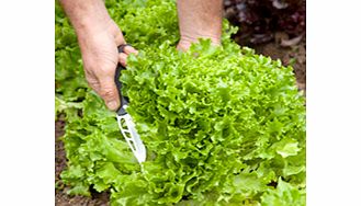 Unbranded Lettuce Seeds - Multigreen 3