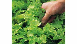 Unbranded Lettuce Seeds - Salad Bowl