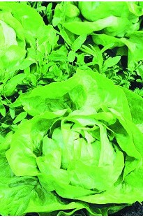 Unbranded Lettuce Sunny Butterhead x 1250 seeds