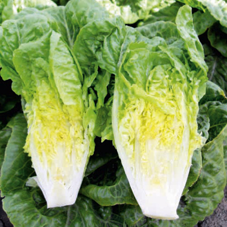 Unbranded Lettuce Sweetheart Seeds Average Seeds 150