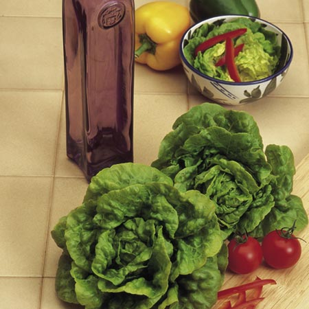 Unbranded Lettuce Tom Thumb Seeds Average Seeds 1400