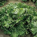 Unbranded Lettuce Webb`s Wonderful Seeds - Triplepack