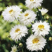 Unbranded Leucanthemum Aglaia