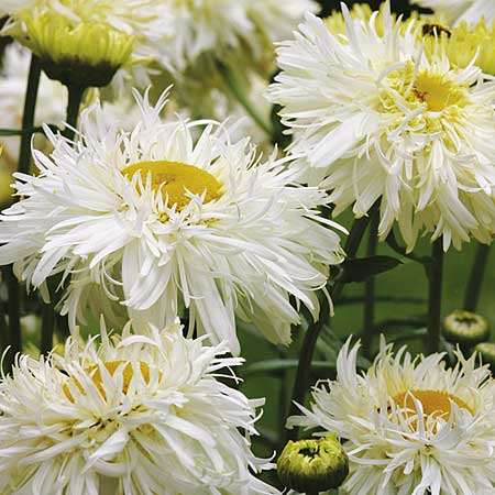 Unbranded Leucanthemum Goldrush Plants Pack of 3 Pot Ready