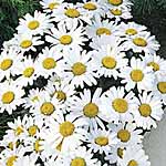 Unbranded Leucanthemum Snow Lady Plants