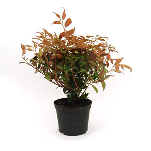 Unbranded Leucothoe fontainesiana Scarletta - Fetterbush