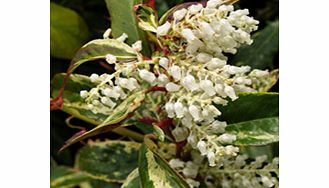 Bright green foliage mottled yellow red and pink. Height 1.5m (5); spread 2m (6). Supplied in a 2-3 litre pot.Acid lovingEvergreenFertile moist well-drained soilFull shadeFully hardy to frost hardyBUY ANY 3 AND SAVE 20.00! (Please note: Offer applies