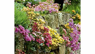 A clump-forming perennial producing rosettes of evergreen leaves topped with large semi-double flowers in a wide range of colours. Height 30cm (12). SAVE 4.95 on pack of 32 plants!