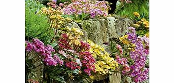 Unbranded Lewisia Plants - Elise Mix