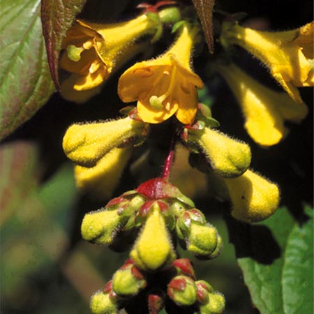 Unbranded Leycesteria Crocothyrsos Seeds Average Seeds 100