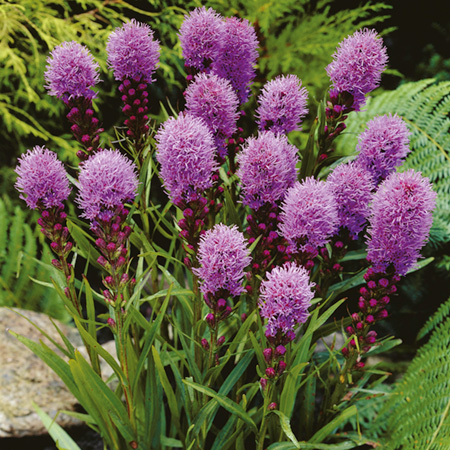 Unbranded Liatris Kobold Pack of 3 Potted Plants