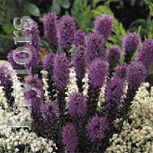 Unbranded Liatris Spicata Gay Feather Bulbs - Star Buy