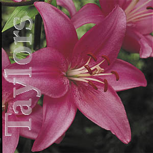 Unbranded Lilium Cote d