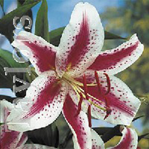 Unbranded Lilium Hot Lips Bulb