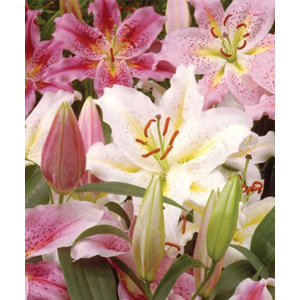 Unbranded Lilium Pastel Orient Bulbs