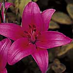 Unbranded Lily Asiatic Cote DAzur 224780.htm