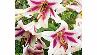 Unbranded Lily Bulbs - Altari