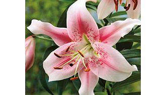 Unbranded Lily Bulbs - Anastasia