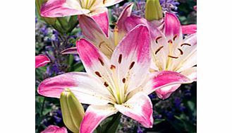 Unbranded Lily Bulbs - Dwarf Lollipop