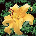 Unbranded Lily Golden Stargazer 212876.htm