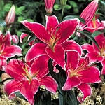 Unbranded Lily Stargazer 244892.htm