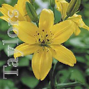 Unbranded Lily Sunray Bulbs