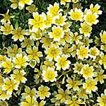 Unbranded Limnanthes Douglasii Seeds 416454.htm