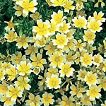 Unbranded Limnanthes Douglasii Seeds