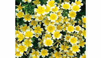 Unbranded Limnanthes Seeds - Douglasii