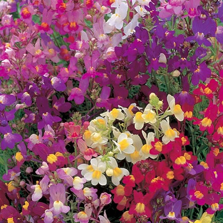 Unbranded Linaria Maroccana Fairy Bouquet Seeds