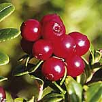 Unbranded Lingonberry 481347.htm