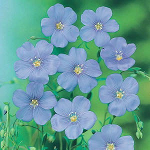 Unbranded Linum Blue Dress Seeds