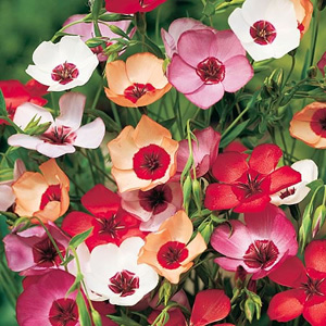 Unbranded Linum Charmer Mix Seeds