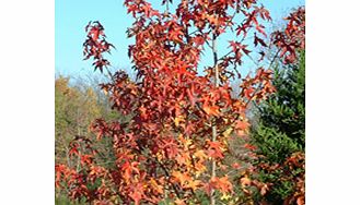 Unbranded Liquidambar Plant - Styraciflua