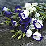 Unbranded Lisianthus Indulgence Plants 488841.htm