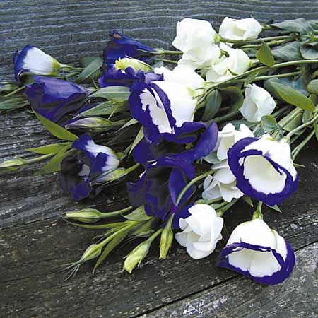 Unbranded Lisianthus Indulgence Plants Pack of 20 Easiplants