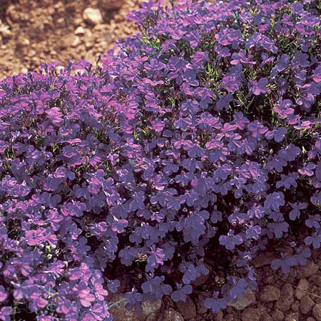 Unbranded Lobelia Blue Gown Seeds Average Seeds 5000