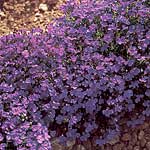 Unbranded Lobelia Blue Gown Seeds