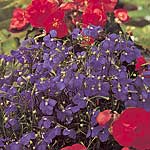 Unbranded Lobelia Blue Wings Seeds 421574.htm