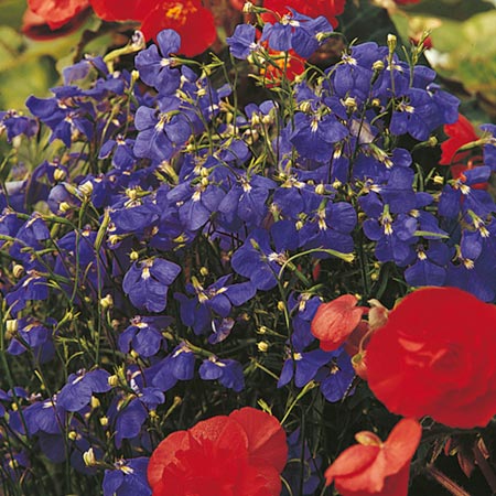 Unbranded Lobelia Blue Wings Seeds Average Seeds 1200