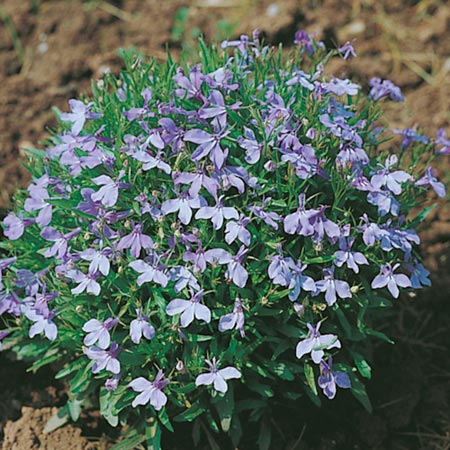 Unbranded Lobelia Cambridge Blue Seeds Average Seeds 5000